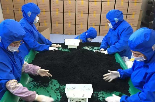 Dried cut wakame factory