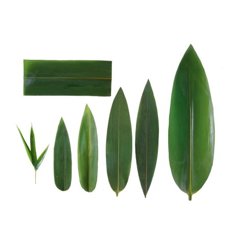 Bamboo Leaves 1